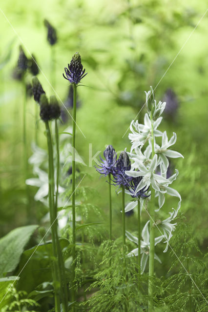 Drooping Star-of-Bethlehem (Ornithogalum nutans)