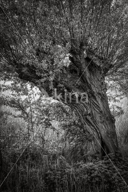 Knotwilg (Salix alba)