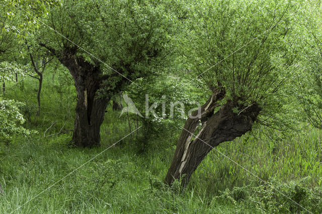 Knotwilg (Salix alba)