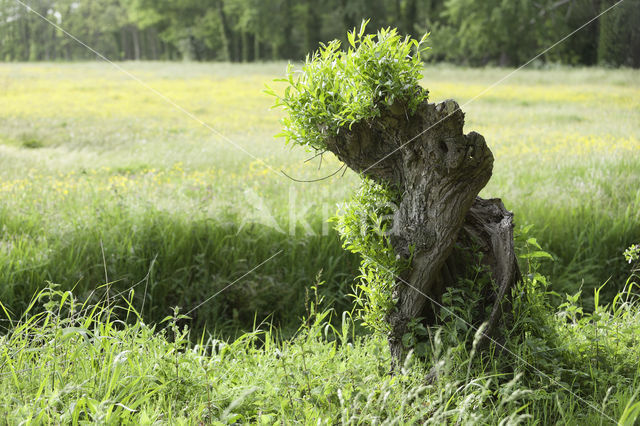 Knotwilg (Salix alba)