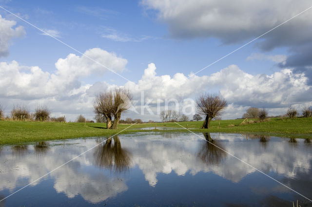 Knotwilg (Salix alba)