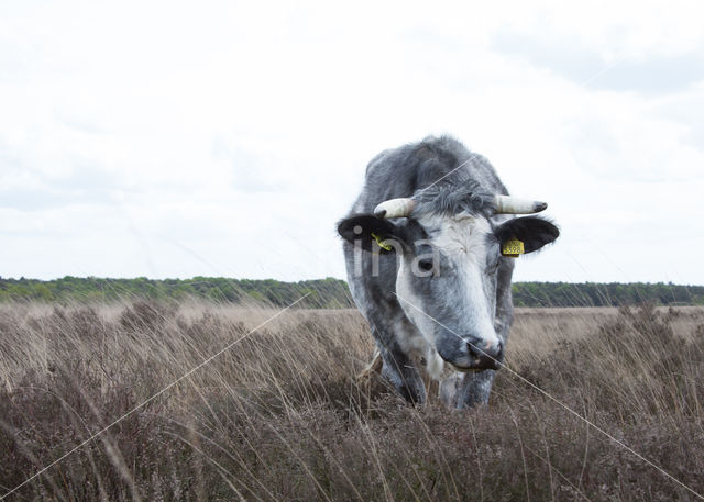 Cow (Bos domesticus)