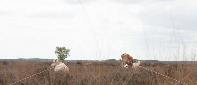 Cow (Bos domesticus)