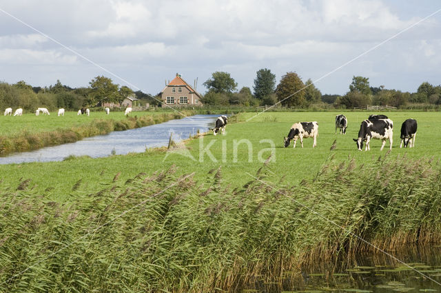 Cow (Bos domesticus)