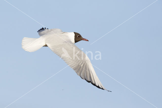 Black-headed Gull (Larus ridibundus)