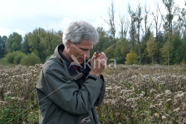 Hemp-agrimony (Eupatorium cannabinum)