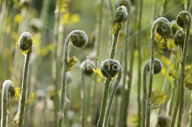 Royal Fern (Osmunda regalis)