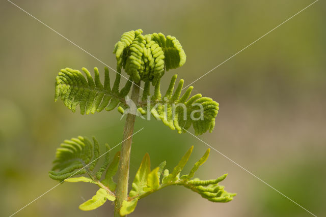 Koningsvaren (Osmunda regalis)