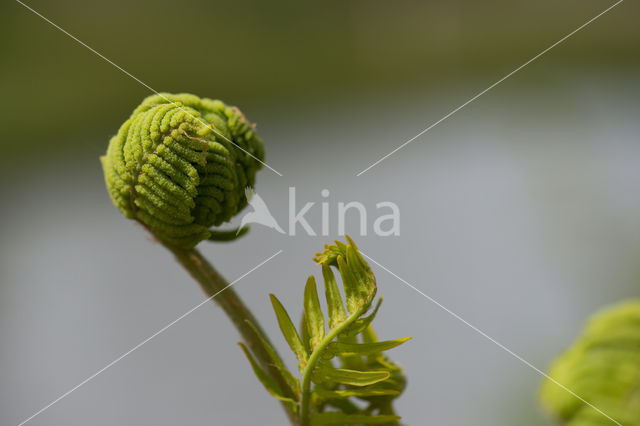 Royal Fern (Osmunda regalis)