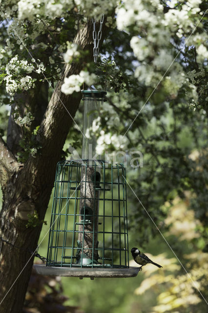 Koolmees (Parus major)