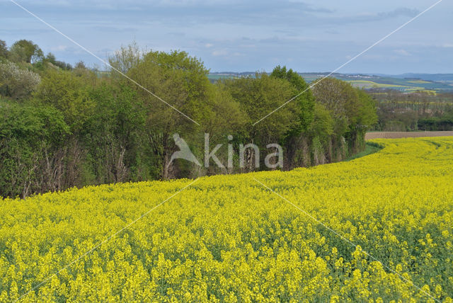 Koolzaad (Brassica napus)