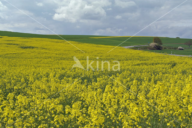 Koolzaad (Brassica napus)