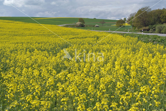 Koolzaad (Brassica napus)