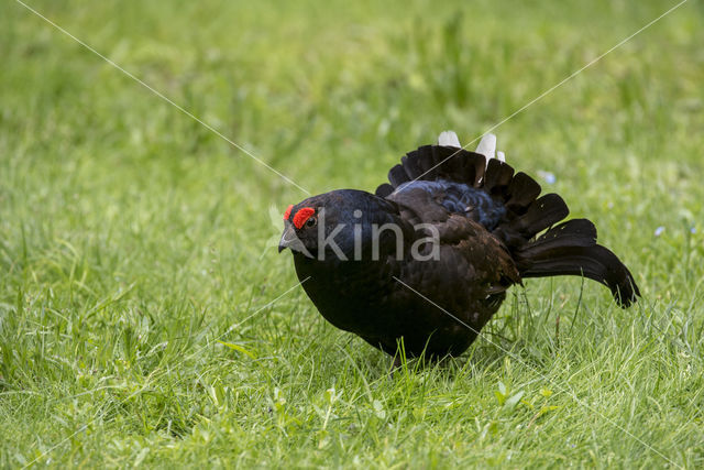 Black Grouse (Tetrao tetrix)