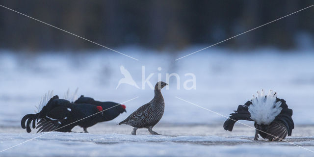 Black Grouse (Tetrao tetrix)