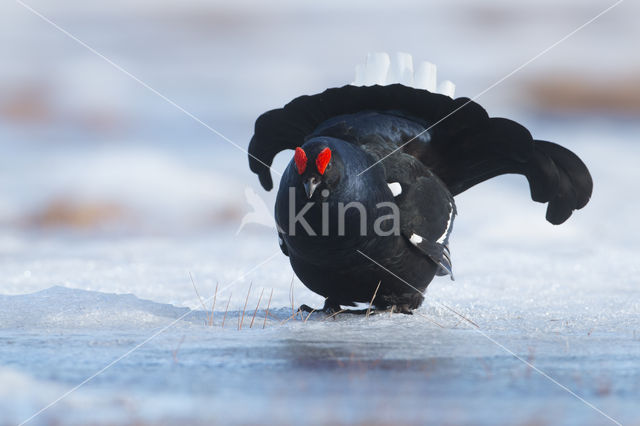 Black Grouse (Tetrao tetrix)