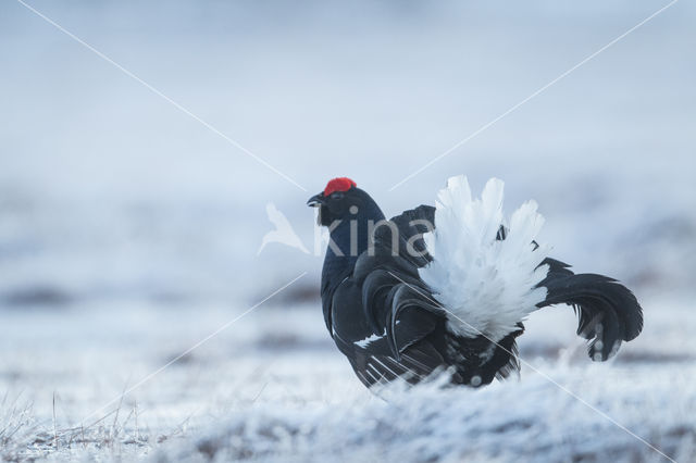 Black Grouse (Tetrao tetrix)