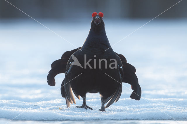 Black Grouse (Tetrao tetrix)