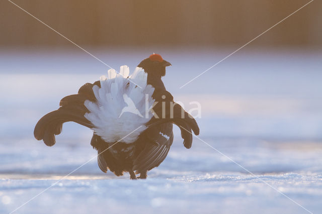 Black Grouse (Tetrao tetrix)