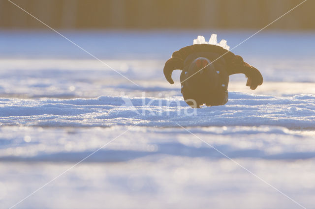 Black Grouse (Tetrao tetrix)