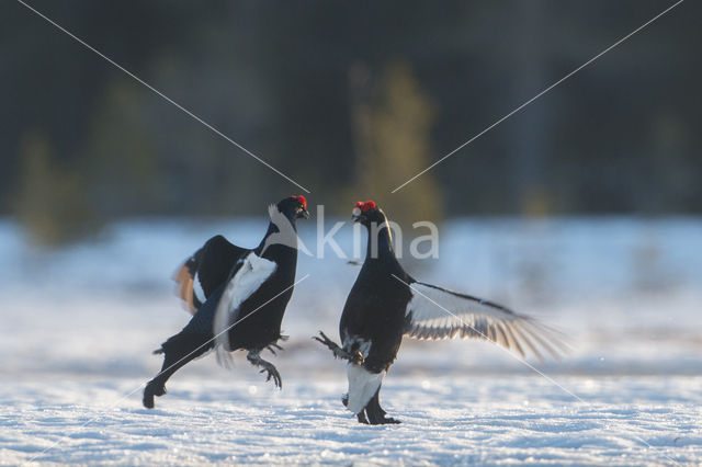 Black Grouse (Tetrao tetrix)