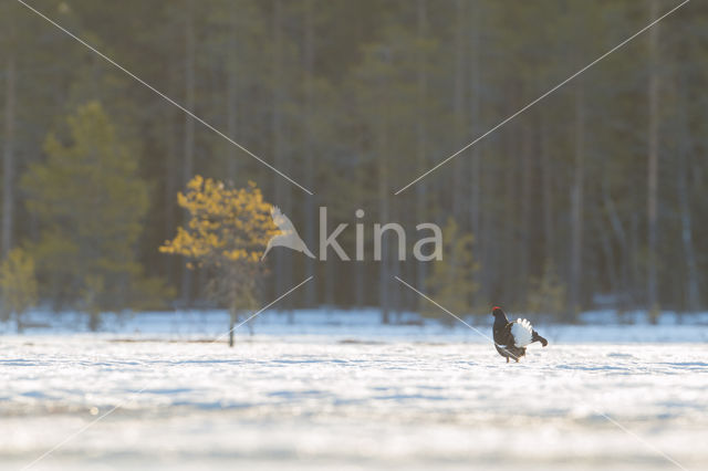 Black Grouse (Tetrao tetrix)