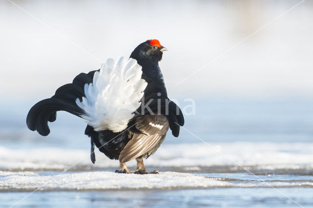 Black Grouse (Tetrao tetrix)