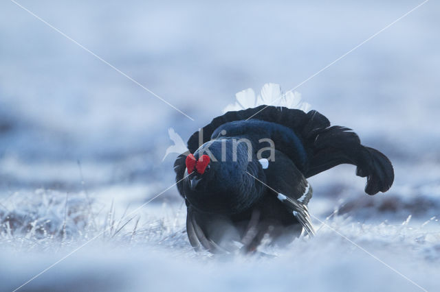 Black Grouse (Tetrao tetrix)