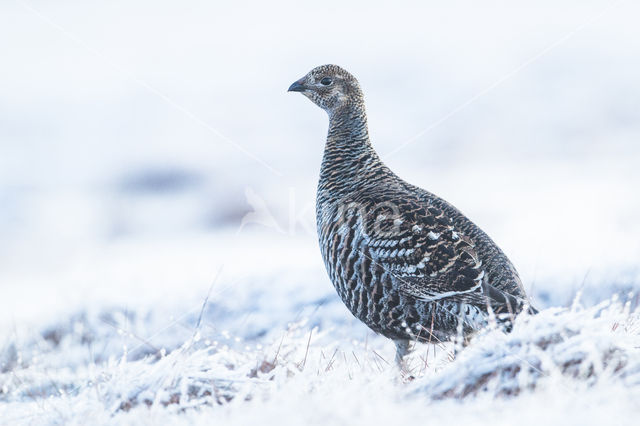 Black Grouse (Tetrao tetrix)