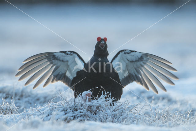 Black Grouse (Tetrao tetrix)