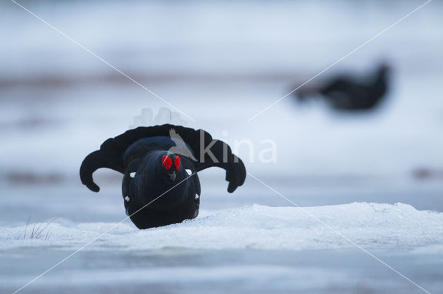 Black Grouse (Tetrao tetrix)