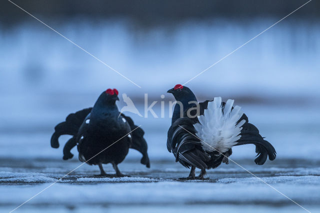 Black Grouse (Tetrao tetrix)