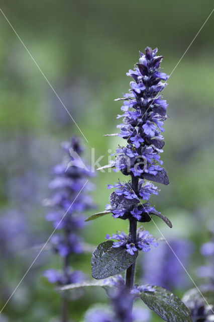 Bugle (Ajuga reptans)