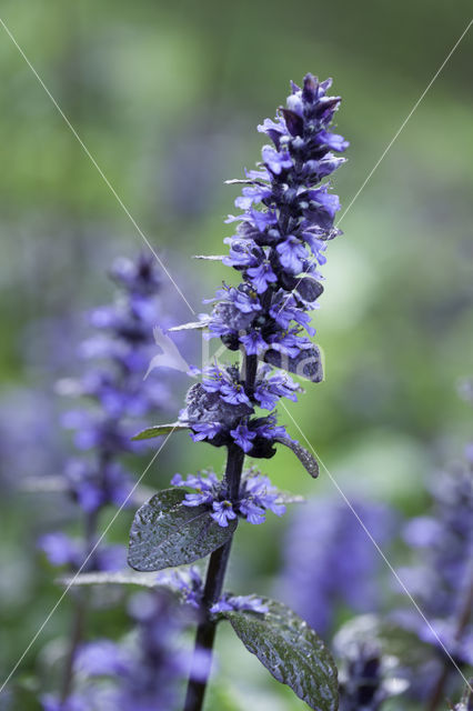 Bugle (Ajuga reptans)