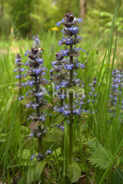 Kruipend zenegroen (Ajuga reptans)