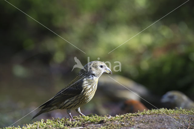 Red Crossbill (Loxia curvirostra)