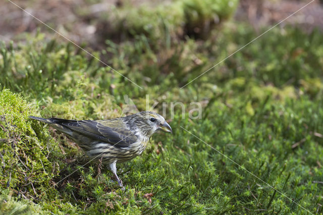 Red Crossbill (Loxia curvirostra)