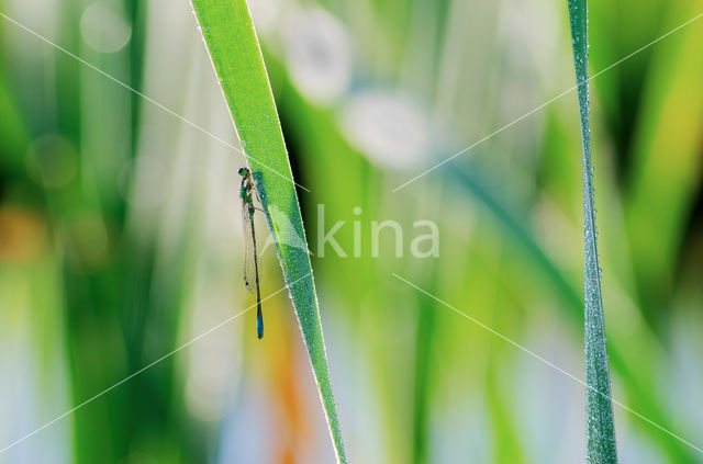 Lantaarntje (Ischnura elegans)