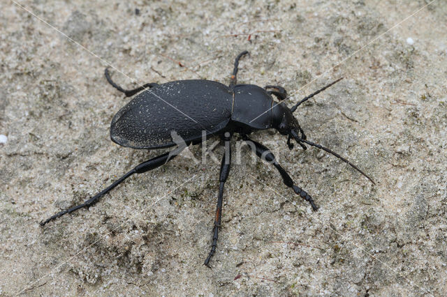 Carabus coriaceus