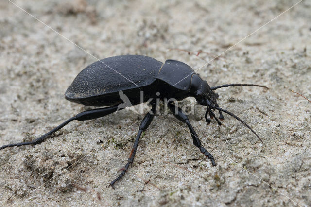 Carabus coriaceus