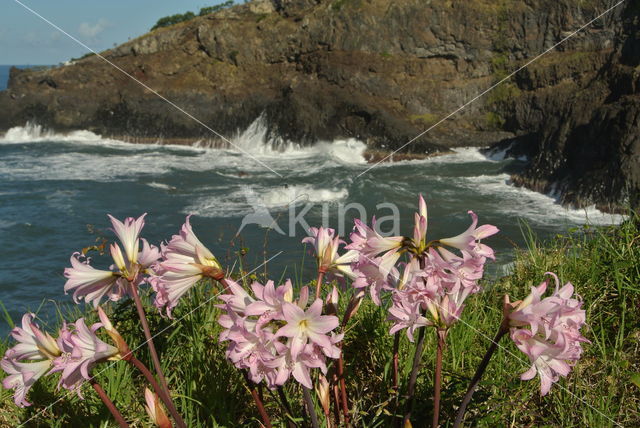 Lily (Lilium)