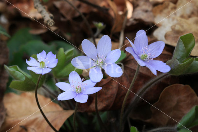 Round-lobed Hepatica (Hepatica nobilis)