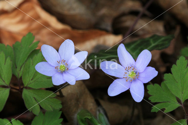 Leverbloempje (Hepatica nobilis)