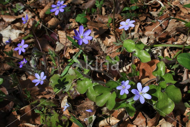 Round-lobed Hepatica (Hepatica nobilis)