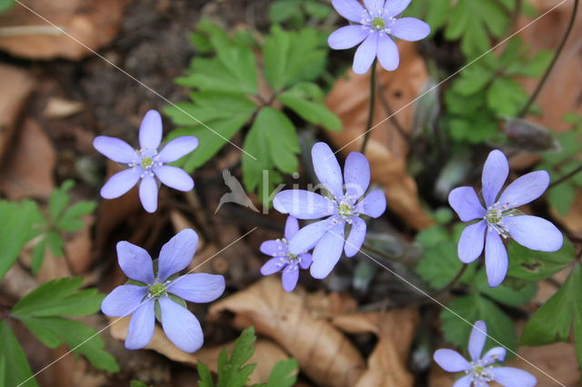 Round-lobed Hepatica (Hepatica nobilis)