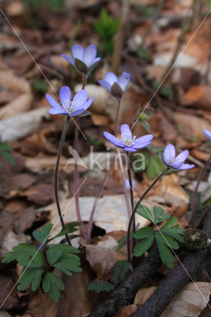 Leverbloempje (Hepatica nobilis)