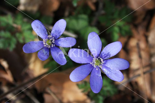 Round-lobed Hepatica (Hepatica nobilis)