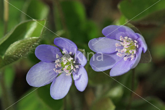 Round-lobed Hepatica (Hepatica nobilis)