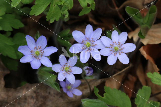 Leverbloempje (Hepatica nobilis)