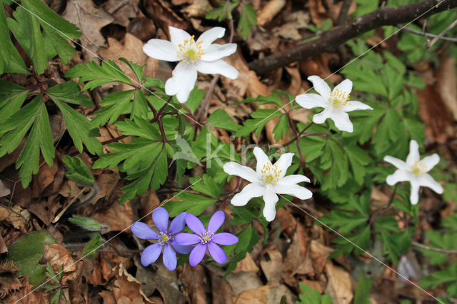 Round-lobed Hepatica (Hepatica nobilis)